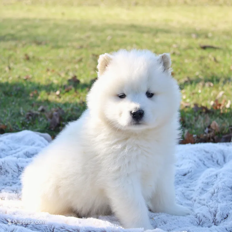 Summit – Samoyed puppy for sale in Neillsville, WI