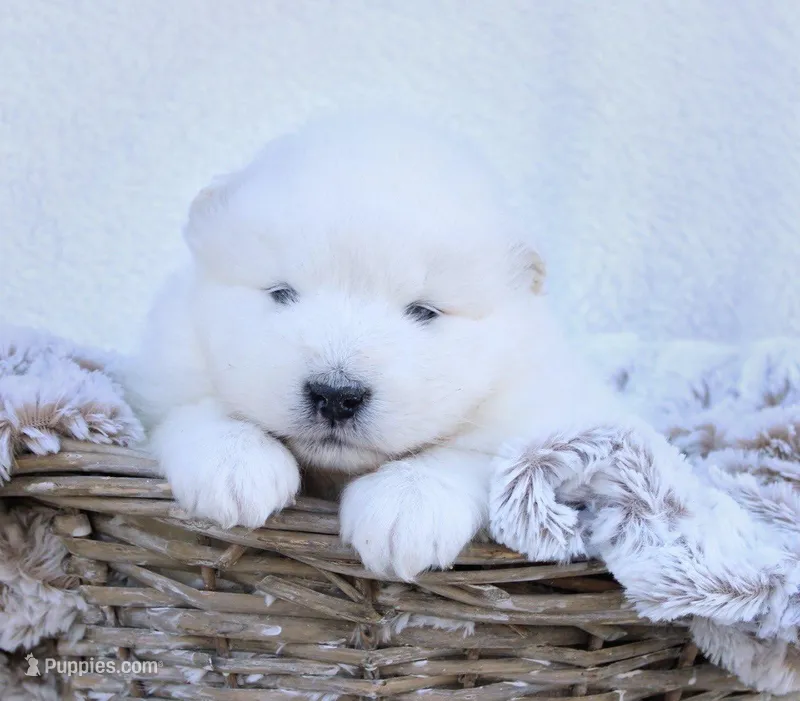 Summit – Samoyed puppy for sale in Neillsville, WI