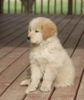 Yukon, a male Samoyed and Golden Retriever for sale in Neillsville, WI – 4 of 4