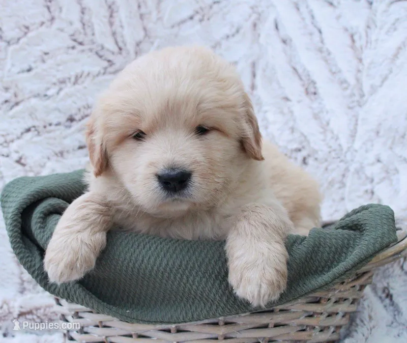 Yukon – Samoyed, Golden Retriever puppy for sale in Neillsville, WI