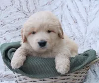 Yukon, a male Samoyed and Golden Retriever for sale in Neillsville, WI – 3 of 4