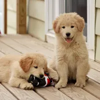 Yukon, a male Samoyed and Golden Retriever for sale in Neillsville, WI – 2 of 4