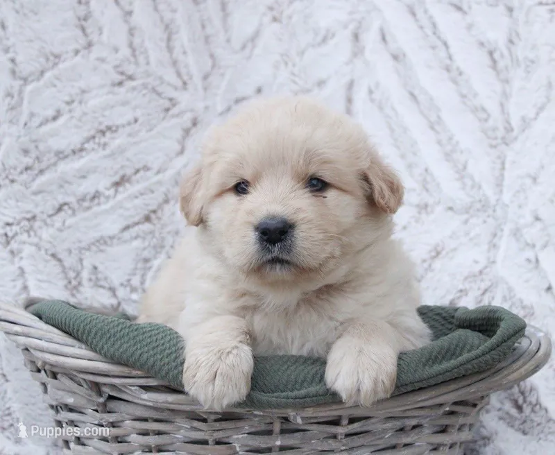 Willow – Samoyed, Golden Retriever puppy for sale in Neillsville, WI