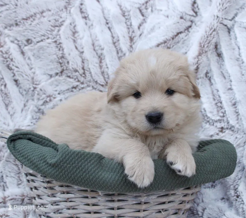 Aspen – Samoyed, Golden Retriever puppy for sale in Neillsville, WI