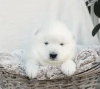 Storm, a male Samoyed for sale in Neillsville, WI – 3 of 3