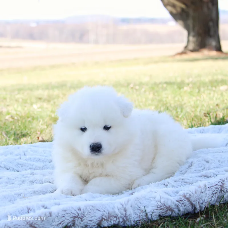 Storm – Samoyed puppy for sale in Neillsville, WI