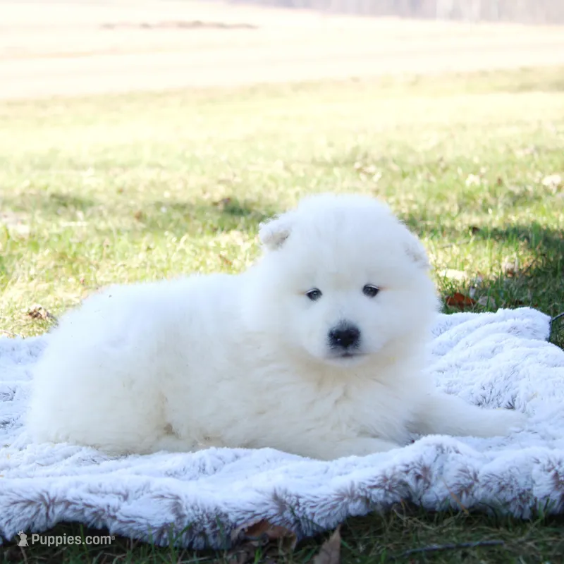 Blizzard – Samoyed puppy for sale in Neillsville, WI