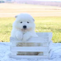 Blizzard, a male Samoyed for sale in Neillsville, WI – 3 of 4
