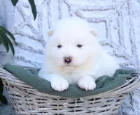Blizzard, a male Samoyed for sale in Neillsville, WI – 4 of 4