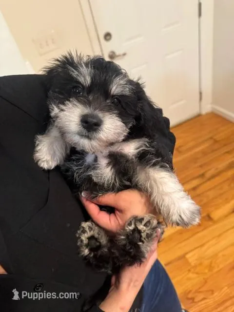 Puppy 2 – Miniature Schnauzer, Standard Schnauzer puppy for sale in New York, NY