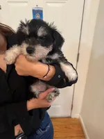 Puppy 2, a female Miniature Schnauzer and Standard Schnauzer for sale in New York, NY – Photo 2 of 5