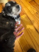Puppy 2, a female Miniature Schnauzer and Standard Schnauzer for sale in New York, NY – Photo 5 of 5