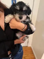 Puppy 2, a female Miniature Schnauzer and Standard Schnauzer for sale in New York, NY – Photo 3 of 5