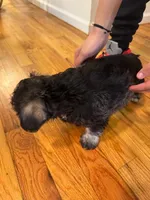 Puppy 1, a male Miniature Schnauzer and Standard Schnauzer for sale in New York, NY – Photo 3 of 4