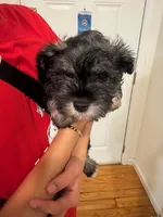 Puppy 1, a male Miniature Schnauzer and Standard Schnauzer for sale in New York, NY – Photo 2 of 4