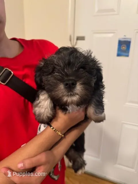 Puppy 1 – Miniature Schnauzer, Standard Schnauzer puppy for sale in New York, NY