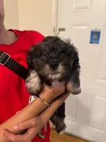 Puppy 1, a male Miniature Schnauzer and Standard Schnauzer for sale in New York, NY – Photo 1 of 4