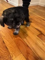 Puppy 1, a male Miniature Schnauzer and Standard Schnauzer for sale in New York, NY – Photo 4 of 4