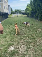 Leiley, a female German Shepherd Dog for sale in Virginia Beach, VA – 5 of 7