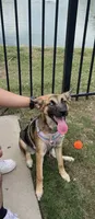Lola, a female German Shepherd Dog for sale in Virginia Beach, VA – 2 of 4