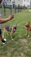 Leiley, a female German Shepherd Dog for sale in Virginia Beach, VA – 3 of 7