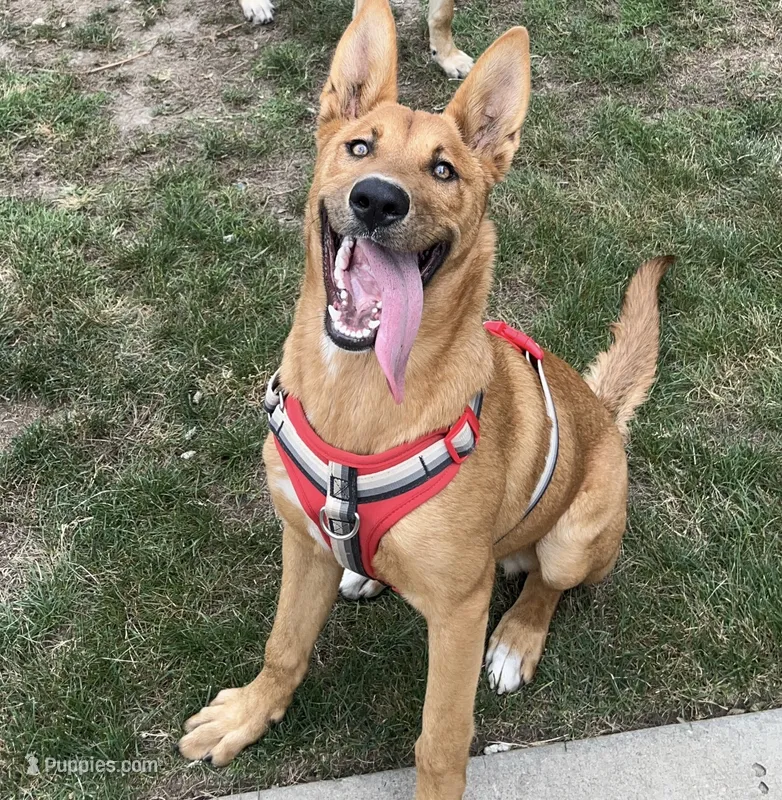 Leiley – German Shepherd Dog puppy for sale in Virginia Beach, VA