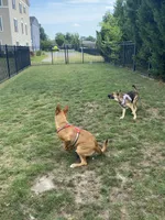 Leiley, a female German Shepherd Dog for sale in Virginia Beach, VA – 7 of 7