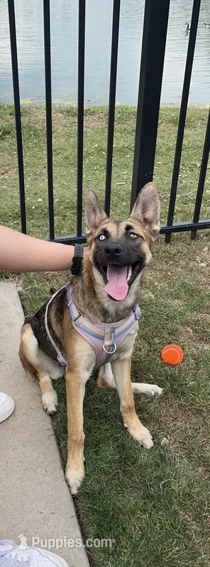 Lola – German Shepherd Dog puppy for sale in Virginia Beach, VA