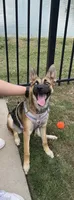 Lola, a female German Shepherd Dog for sale in Virginia Beach, VA – 1 of 4