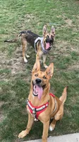 Leiley, a female German Shepherd Dog for sale in Virginia Beach, VA – 2 of 4