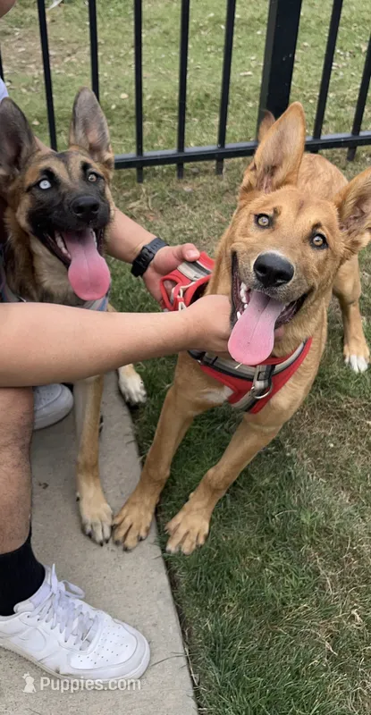 Leiley – German Shepherd Dog puppy for sale in Virginia Beach, VA