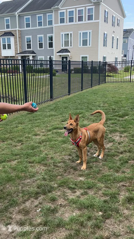 Leiley – German Shepherd Dog puppy for sale in Virginia Beach, VA