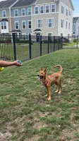 Leiley, a female German Shepherd Dog for sale in Virginia Beach, VA – 3 of 4