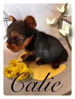 Calie, a female Yorkshire Terrier for sale in Shenandoah, IA – Photo 2 of 2
