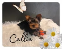 Calie, a female Yorkshire Terrier for sale in Shenandoah, IA – Photo 1 of 2