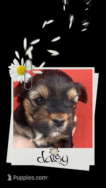 Daisy – Yorkshire Terrier puppy for sale in Shenandoah, IA
