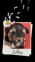 Daisy, a female Yorkshire Terrier for sale in Shenandoah, IA – 1 of 1