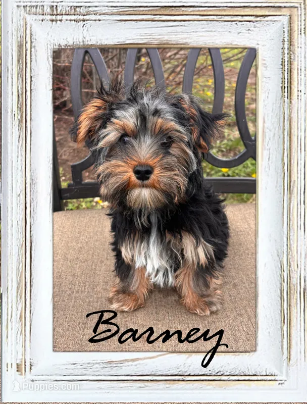 Barney – Yorkshire Terrier puppy for sale in Shenandoah, IA