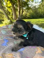 Alex, a male Yorkshire Terrier for sale in Shenandoah, IA – 3 of 8