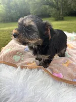 Bentley, a male Yorkshire Terrier for sale in Shenandoah, IA – 5 of 8