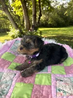 Tess, a female Yorkshire Terrier for sale in Shenandoah, IA – 6 of 8