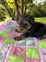 Tess, a female Yorkshire Terrier for sale in Shenandoah, IA – 4 of 8