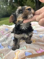 Bentley, a male Yorkshire Terrier for sale in Shenandoah, IA – 3 of 8