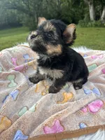 Xavier, a male Yorkshire Terrier for sale in Shenandoah, IA – 6 of 8