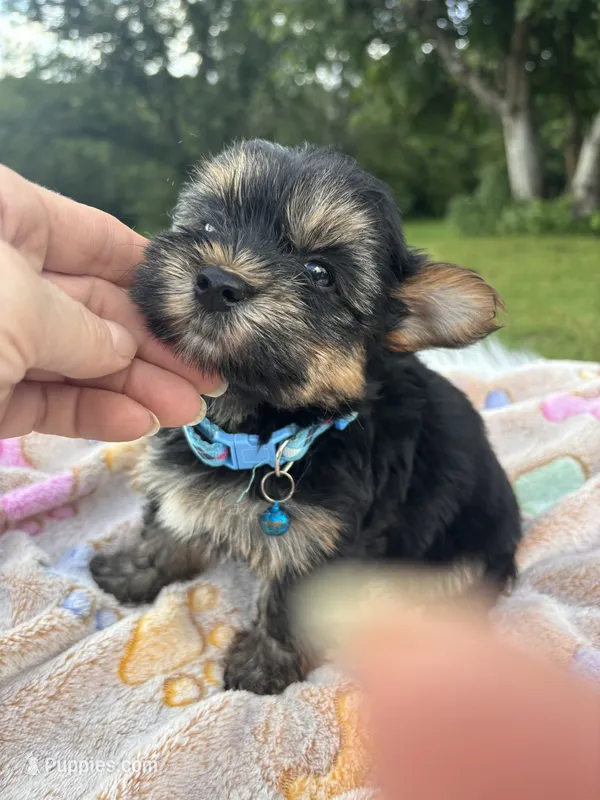 Xavier – Yorkshire Terrier puppy for sale in Shenandoah, IA