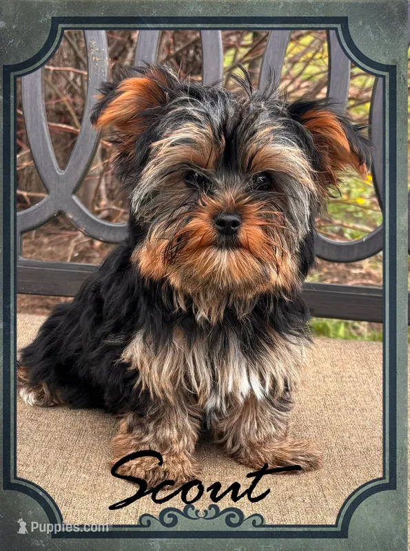 Scout  – Yorkshire Terrier puppy for sale in Shenandoah, IA