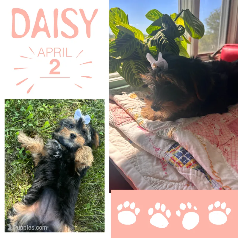 Daisy – Yorkshire Terrier puppy for sale in Shenandoah, IA