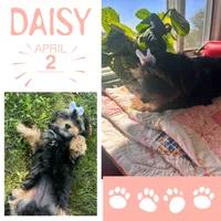 Daisy, a female Yorkshire Terrier for sale in Shenandoah, IA – 1 of 2