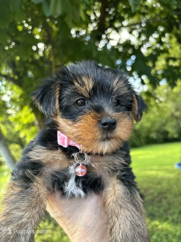 Rita – Yorkshire Terrier puppy for sale in Shenandoah, IA