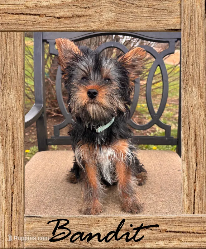 Bandit – Yorkshire Terrier puppy for sale in Shenandoah, IA